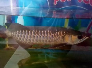 Ikan arwana golden red