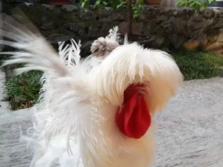 Nego di wa jantan ayam poland walik putih