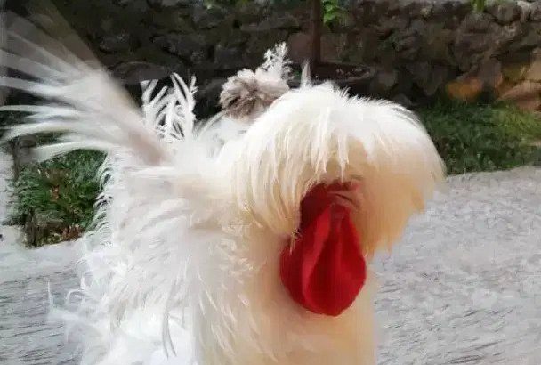 Nego di wa jantan ayam poland walik putih