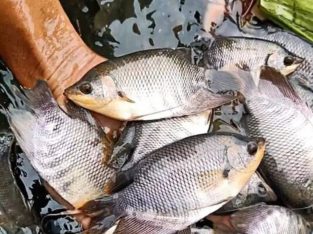 Sedia bibit ikan gurame soang