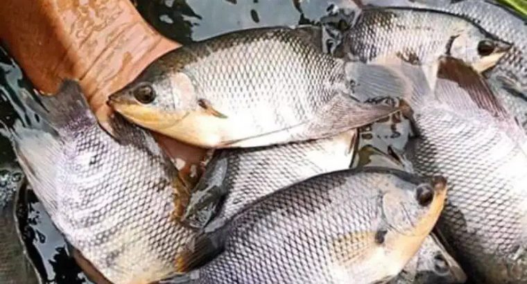 Sedia bibit ikan gurame soang