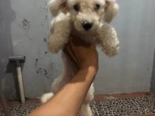 poodle super tyni jantan