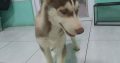 puppies Siberian husky betina