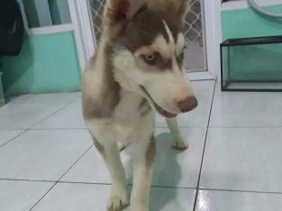 puppies Siberian husky betina